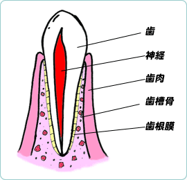 歯の断面